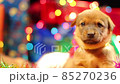 Getting Christmas Dog Present, Xmas Box Decor with Puppies, Birthday surprise Ideas. 85270236