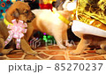 Getting Christmas Dog Present, Xmas Box Decor with Puppies, Birthday surprise Ideas. 85270237