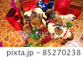 Getting Christmas Dog Present, Xmas Box Decor with Puppies, Birthday surprise Ideas. 85270238