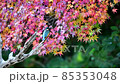 Kingfisher resting on a branch in front of the autumnal maple 85353048