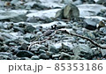 Crested kingfisher perching on a branch while being cautious about the area (with sound) 85353186