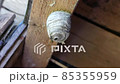 wasps build a nest 85355959