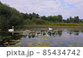 swans and their chicks swim in a pond among water lilies. diving for food 85434742