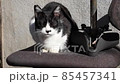 sleepy cat 85457341