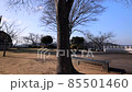 A large winter tree with fallen leaves 85501460