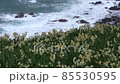 越前水仙新年風光越前海岸冬季風光 85530595