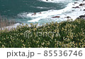 越前水仙新年風景越前海岸 85536746