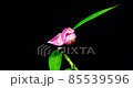 百合開花遊戲中時光倒流 百合開花遊戲中時光倒流 85539596