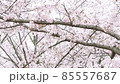 The petals of the cherry blossoms scattered in the wind 85557687