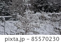 snow          85570230
