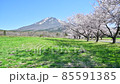 萬代山牧場的櫻花 85591385