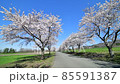 萬代山牧場的櫻花 85591387