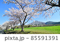 萬代山牧場的櫻花 85591391