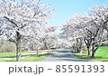 萬代山牧場的櫻花 85591393