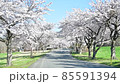 萬代山牧場的櫻花 85591394