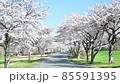 萬代山牧場的櫻花 85591395