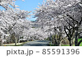 萬代山牧場的櫻花 85591396