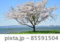 一棵櫻桃樹和一個湖 85591504