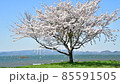 一棵櫻桃樹和一個湖 85591505