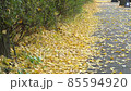 Bicycle on the road with fallen yellow ginkgo leaves in autumn 85594920