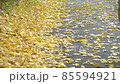 Feet of a person walking on a road with fallen yellow ginkgo leaves 85594921