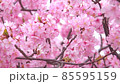 Kawazu Sakura 11 85595159