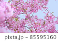 河津櫻10白眼 85595160