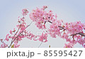 Kawazu Sakura 07 85595427