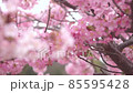 河津櫻 05 白眼 85595428