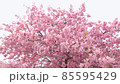 Kawazu Sakura 03 85595429