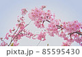 Kawazu Sakura 08 85595430