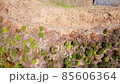 Aerial view of Kuroi Castle 85606364