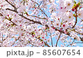 Sakura Mikami, Yasu City, Shiga Prefecture, swaying in the wind 85607654