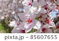 Sakura Mikami, Yasu City, Shiga Prefecture, swaying in the wind 85607655