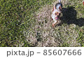 Yorkshire terrier walking around for a ball 85607666