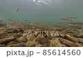 Underwater photography of sweetfish swarming during the spawning season 85614560