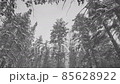 Black and white videos of winter trees 85628922