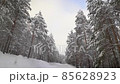 Winter beautiful landscape, nature, pine forest, trees covered with white snow during winter snowfall 85628923