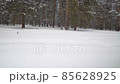 Winter beautiful landscape, nature, pine forest during winter snowfall 85628925