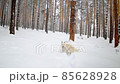 A beautiful white dog runs, hides behind trees, walks in the winter snow forest 85628928