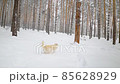 A beautiful white dog runs, hides behind trees, walks in the winter snow forest 85628929