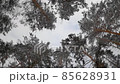 Circling, movement of winter forest, pines, tree tops against the sky 85628931