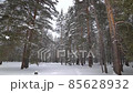 Walk through a beautiful winter forest 85628932