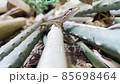 Japanese kana snake roaming the garden 85698464