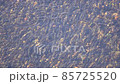 Group swimming of sweetfish during the spawning season 85725520