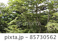 山　ドローン 85730562