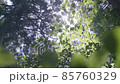 森の中で見た美しい木漏れ日 85760329