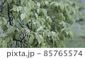 樹木被雨淋濕 85765574
