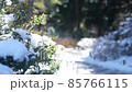 有雪的冬季公園 85766115