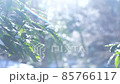 有雪的冬季公園 85766117